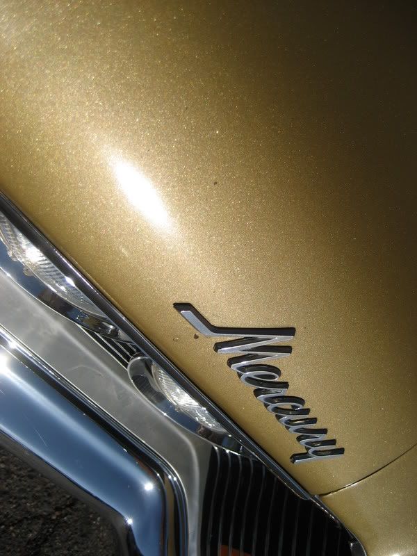 Cougar03.jpg