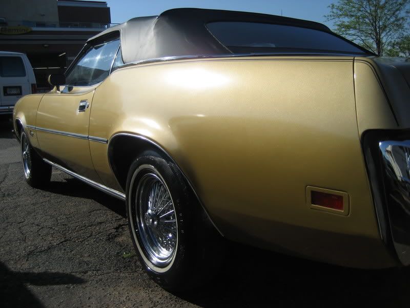 Cougar04.jpg