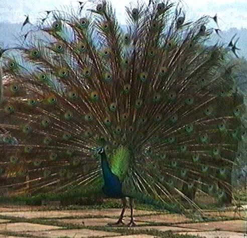 peacock tail down