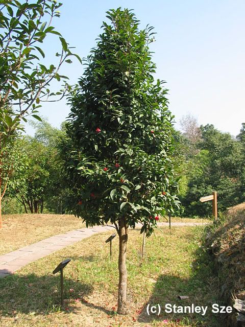Camellia Hongkongensis