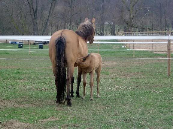 IMAGE(http://img.photobucket.com/albums/v128/Threecritters/Filly%20at%20two%20weeks/IM000286.jpg)