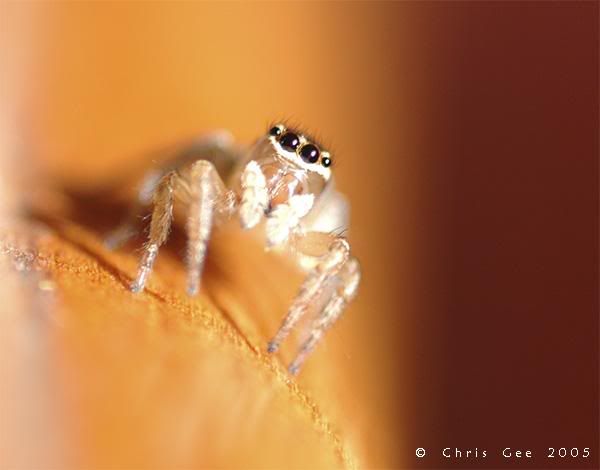 Jumping-Spider-1-lo.jpg