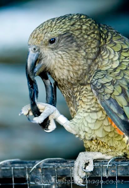 Kea.jpg