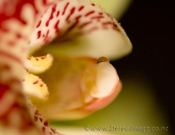 OrchidOrgans2.jpg