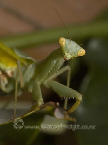 WebPrayingMantis1.jpg