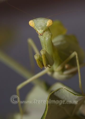 WebPrayingMantis2.jpg