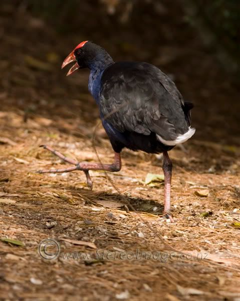 WebPukeko.jpg