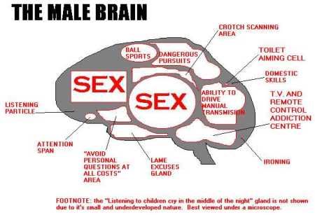 the men's brain