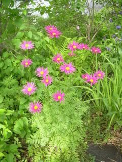 pink pretties