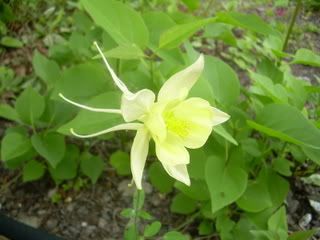 mysterious yellow flower