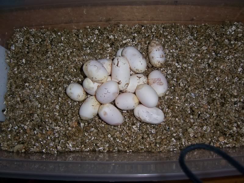 eggs002.jpg