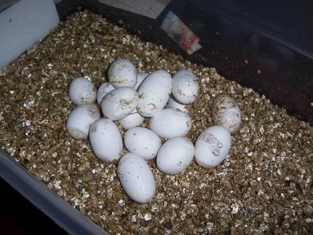 eggs018.jpg