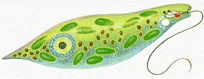 euglena with labels