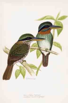 watercolor paintings of birds. watercolor paintings were