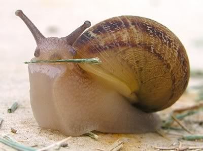 snail.jpg