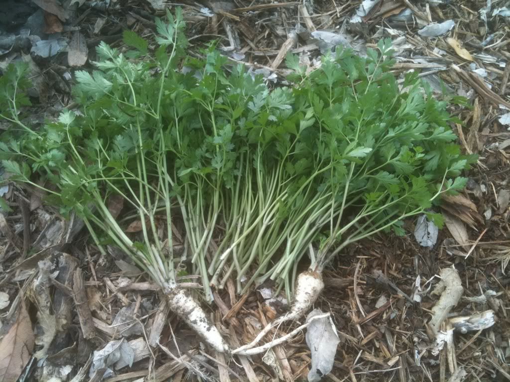 In The Garden Parsley Root Sunshine Acre Blog