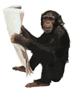 chimp1.gif
