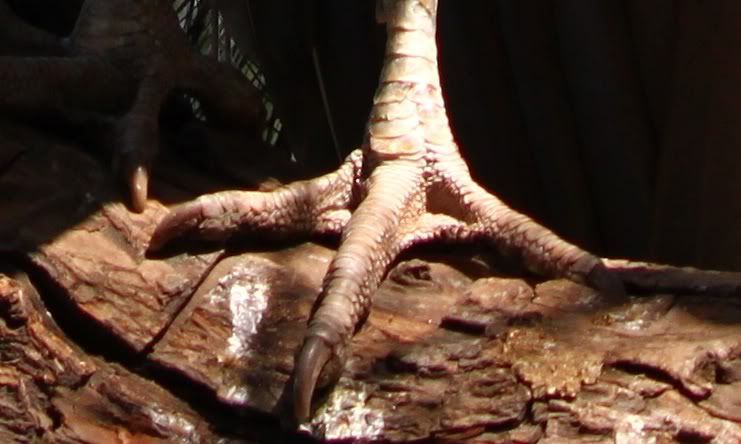 IMAGE: http://img.photobucket.com/albums/v129/soybomb/IMG_3607crop.jpg