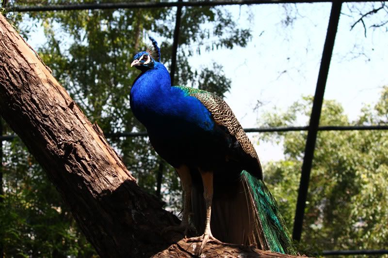 IMAGE: http://img.photobucket.com/albums/v129/soybomb/IMG_3607small.jpg