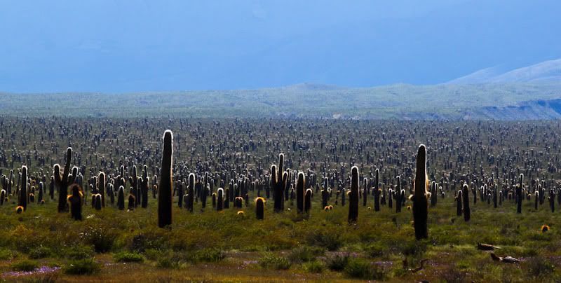 IMAGE: http://img.photobucket.com/albums/v129/soybomb/IMG_4887.jpg