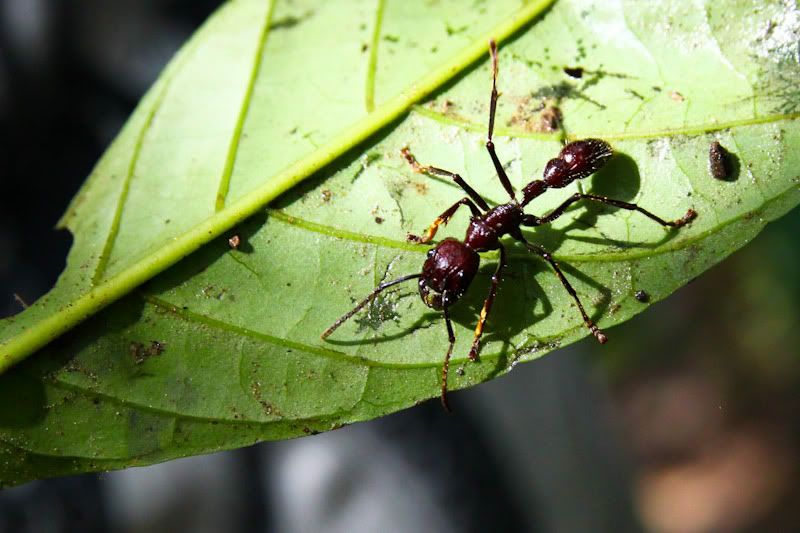 IMAGE: http://img.photobucket.com/albums/v129/soybomb/IMG_5168-2.jpg