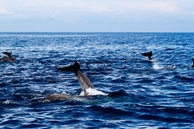 IMAGE: http://img.photobucket.com/albums/v129/soybomb/IMG_5461-2.jpg