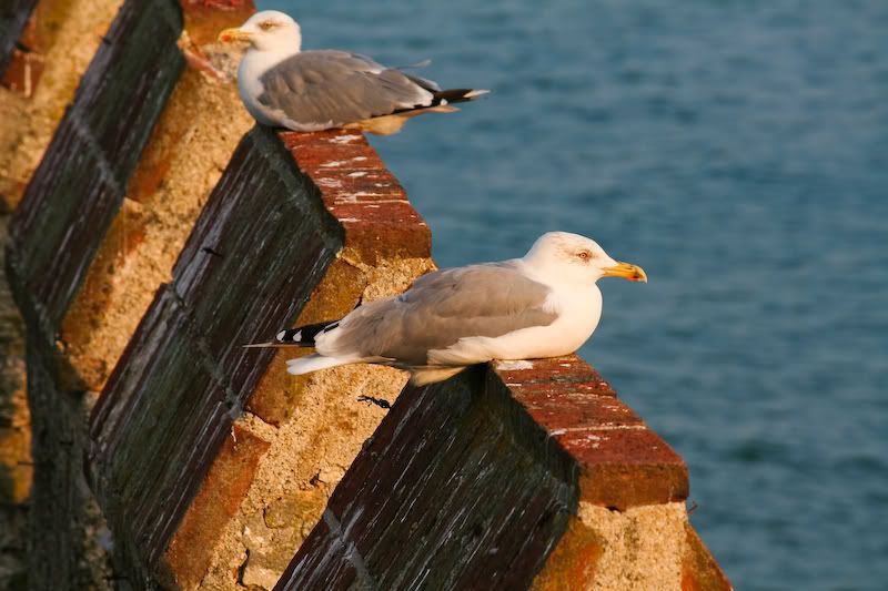 IMAGE: http://img.photobucket.com/albums/v129/soybomb/IMG_8956.jpg