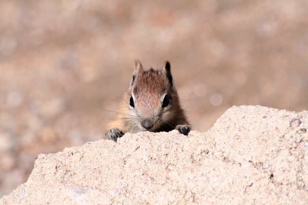 IMAGE: http://img.photobucket.com/albums/v129/soybomb/RoadTrip2007165.jpg