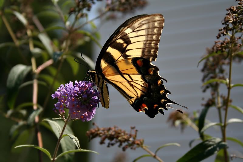 IMAGE: http://img.photobucket.com/albums/v129/soybomb/sd629.jpg