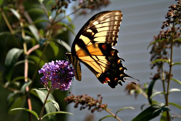 IMAGE: http://img.photobucket.com/albums/v129/soybomb/sd629smalledit.jpg