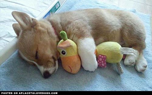 sleeping-corgi-puppy.jpg