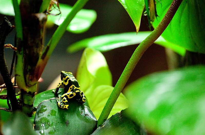 IMAGE: http://img.photobucket.com/albums/v130/GaryWGraley/5D_Mk_ii/70_300L/IMG_2017.jpg