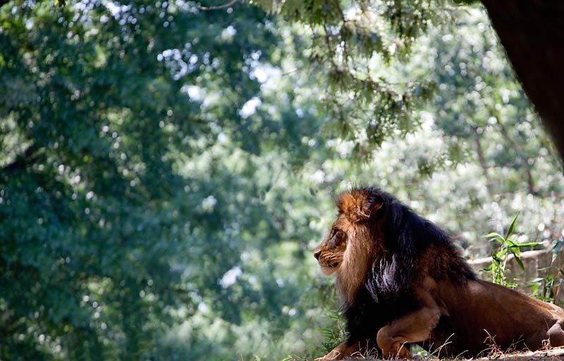 IMAGE: http://img.photobucket.com/albums/v130/GaryWGraley/5D_Mk_ii/70_300L/IMG_2051.jpg