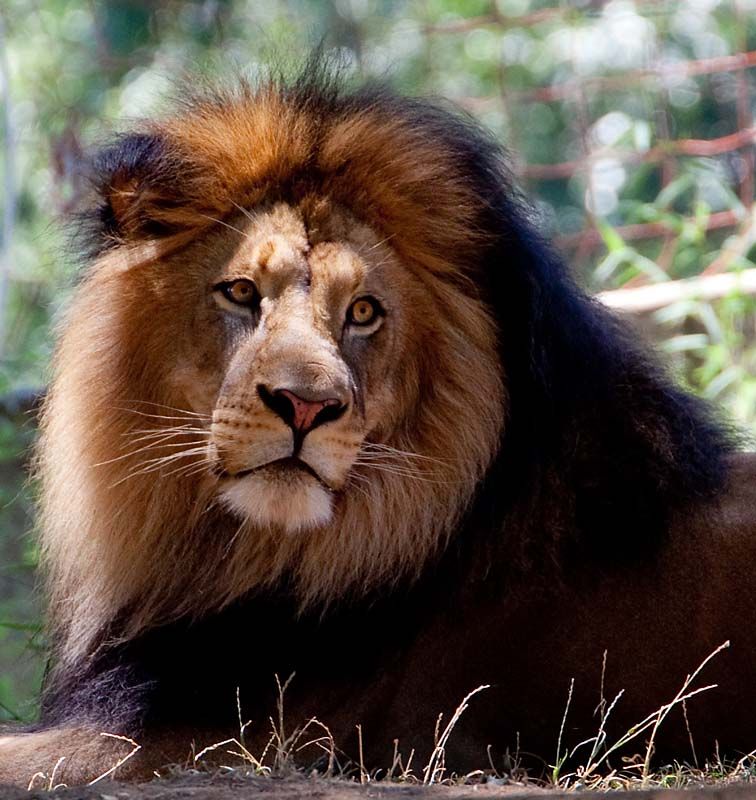 IMAGE: http://img.photobucket.com/albums/v130/GaryWGraley/5D_Mk_ii/70_300L/IMG_2052-2.jpg