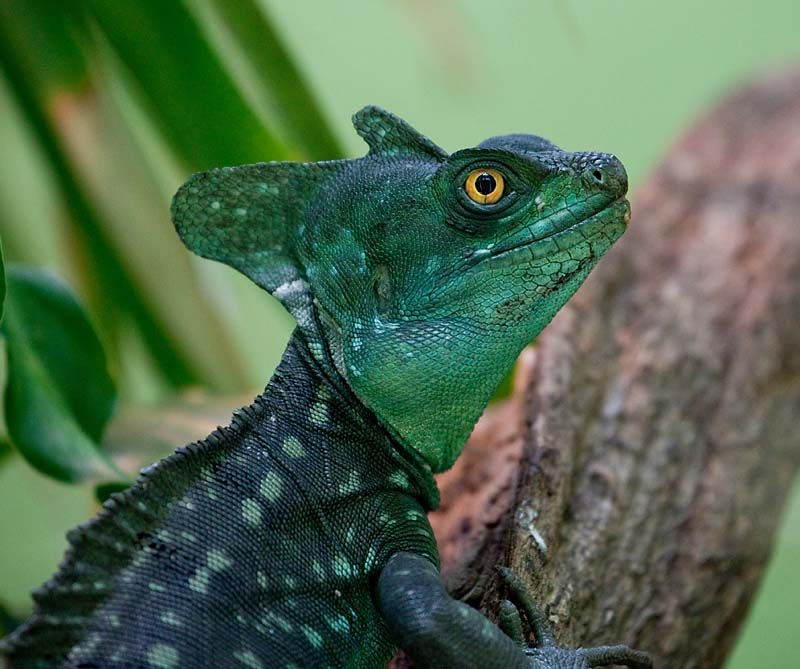 IMAGE: http://img.photobucket.com/albums/v130/GaryWGraley/5D_Mk_ii/70_300L/IMG_2074.jpg