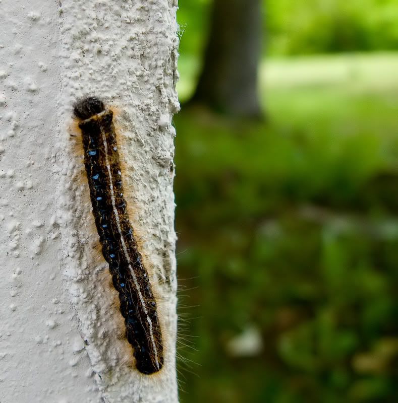 IMAGE: http://img.photobucket.com/albums/v130/GaryWGraley/G9/misc/cat.jpg