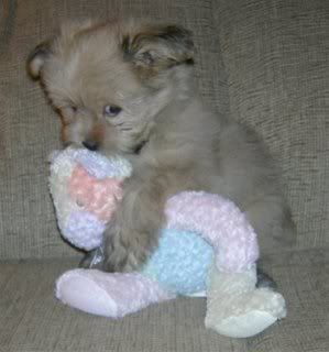 puppy-holding-stuffed-animal-772402.jpg