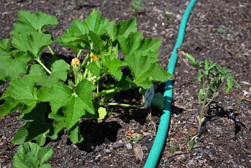 Tomato Season