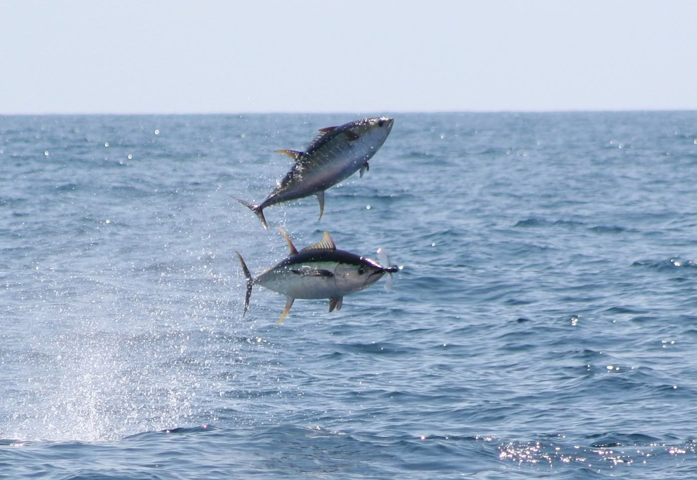 Awesome tuna shot The Hull Truth Boating and Fishing Forum