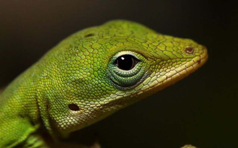 anole-1.jpg