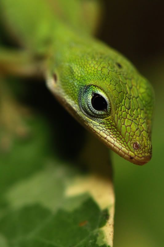 anole6.jpg