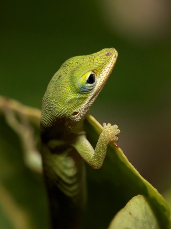 anole7.jpg