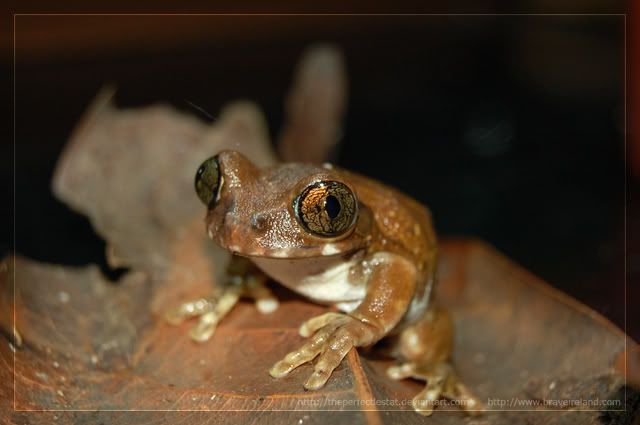 Leptopelis_by_theperfectlestat.jpg