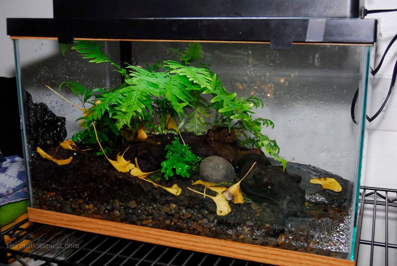 Marbled Newt Tank - talk to the frog
