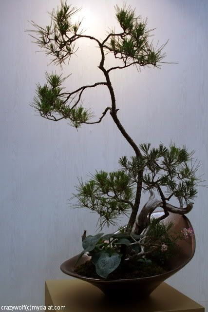http://img.photobucket.com/albums/v131/mydalat/Blogs/07_Bonsai_new_resize.jpg