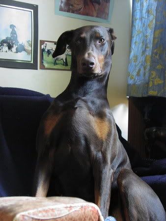 IMAGE(http://img.photobucket.com/albums/v131/rabbitsfizz/Dogs/BlueDunsDogs061.jpg)