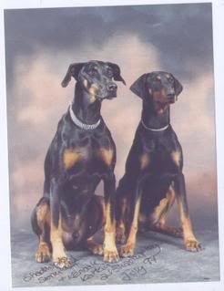 IMAGE(http://img.photobucket.com/albums/v131/rabbitsfizz/Dogs/KiriSam.jpg)