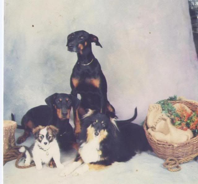 IMAGE(http://img.photobucket.com/albums/v131/rabbitsfizz/Dogs/KiriSam001.jpg)