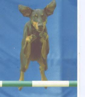 IMAGE(http://img.photobucket.com/albums/v131/rabbitsfizz/Dogs/KiriSam005.jpg)