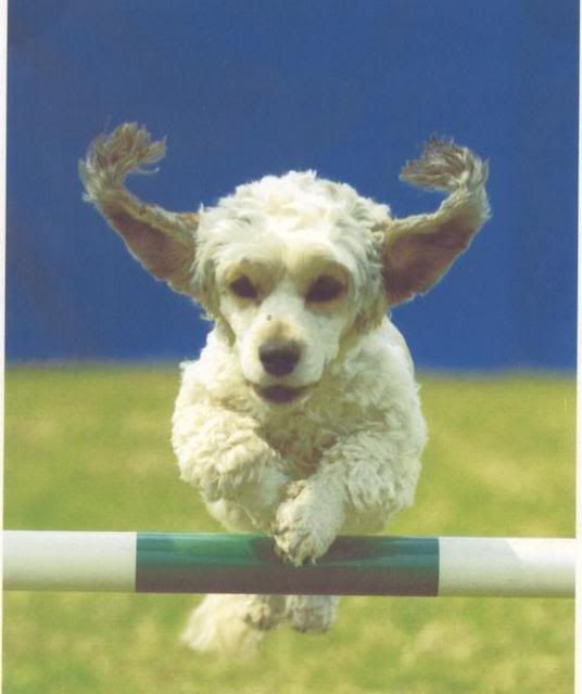 IMAGE(http://img.photobucket.com/albums/v131/rabbitsfizz/Dogs/KiriSam006.jpg)